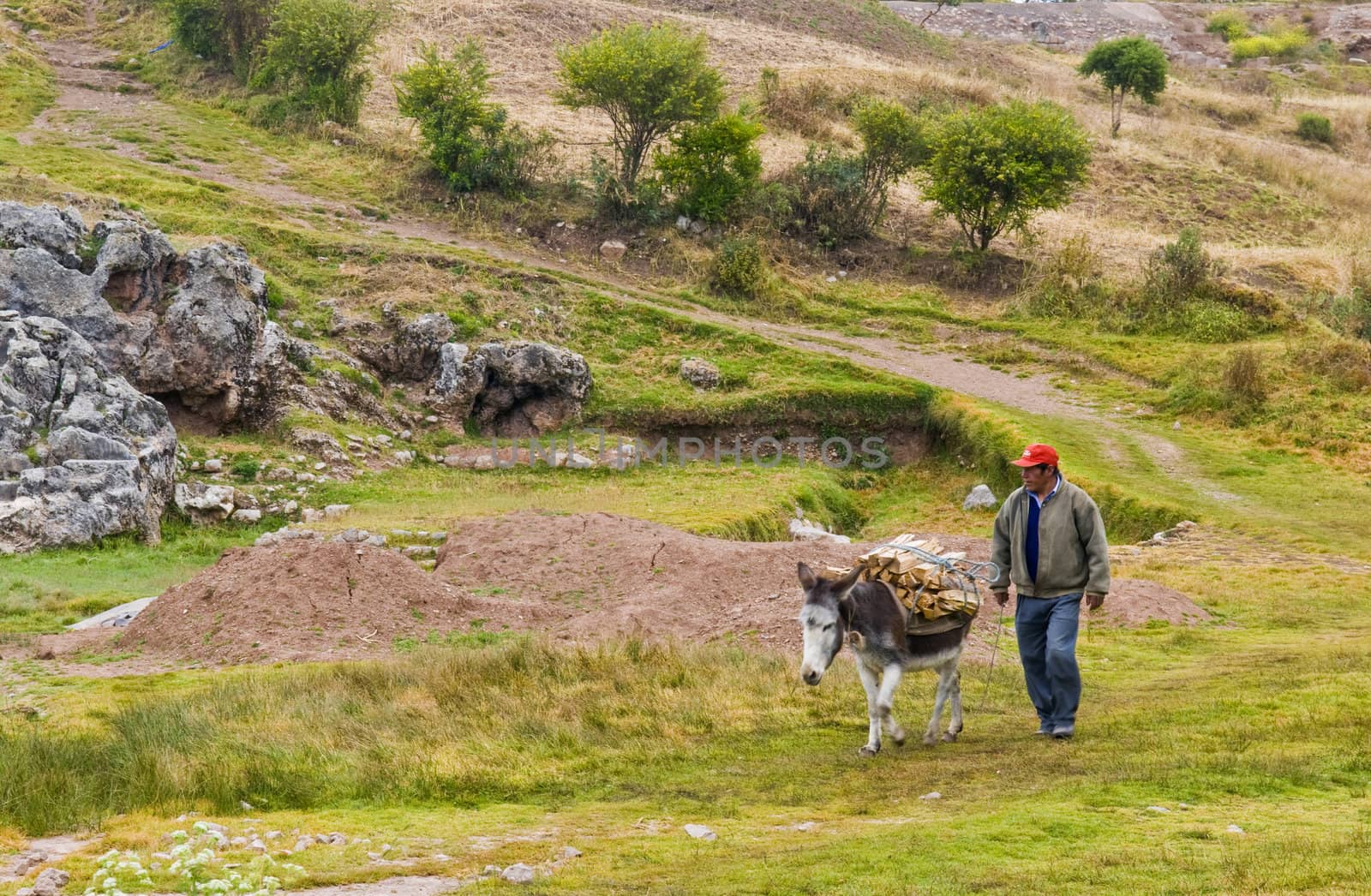 SACRED VALLEY,  PERU - MAY 26 : Donkey carrying wood in the Andes mountains of Peru