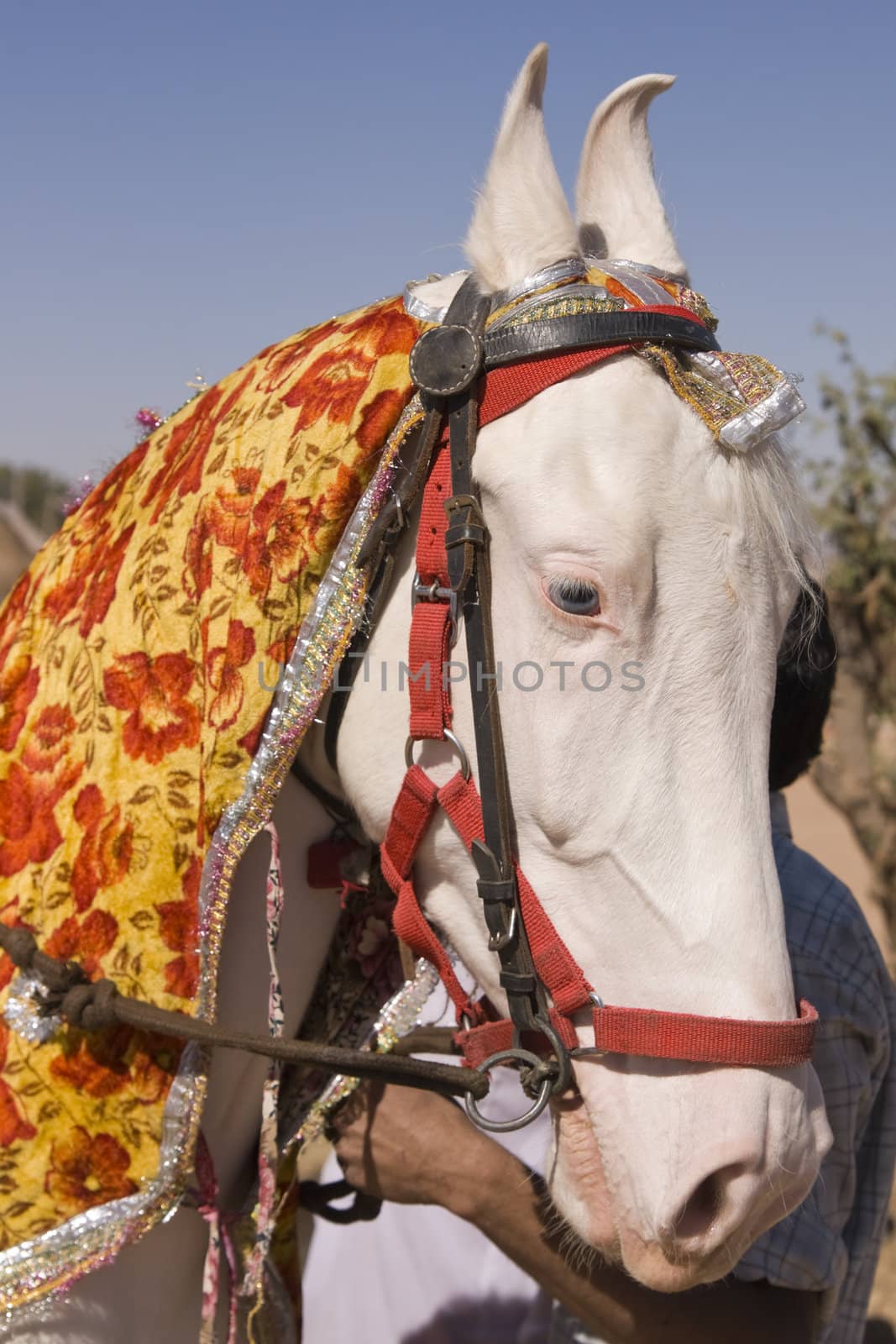 White Stallion by JeremyRichards