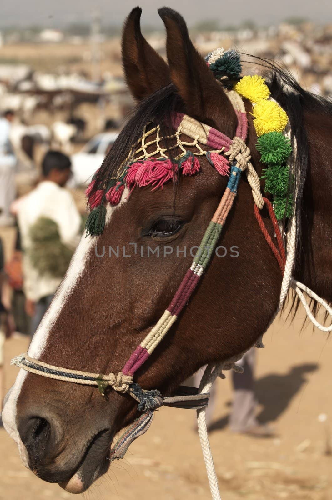 Marwari horse for sale at the Pushkar Camel Fair in Rajasthan, India