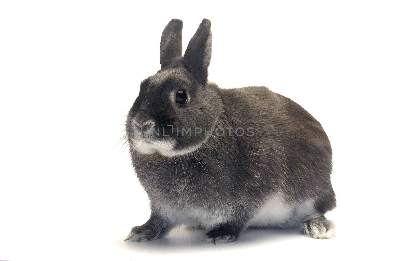 portrait of a dwarf rabbit in studio on white background