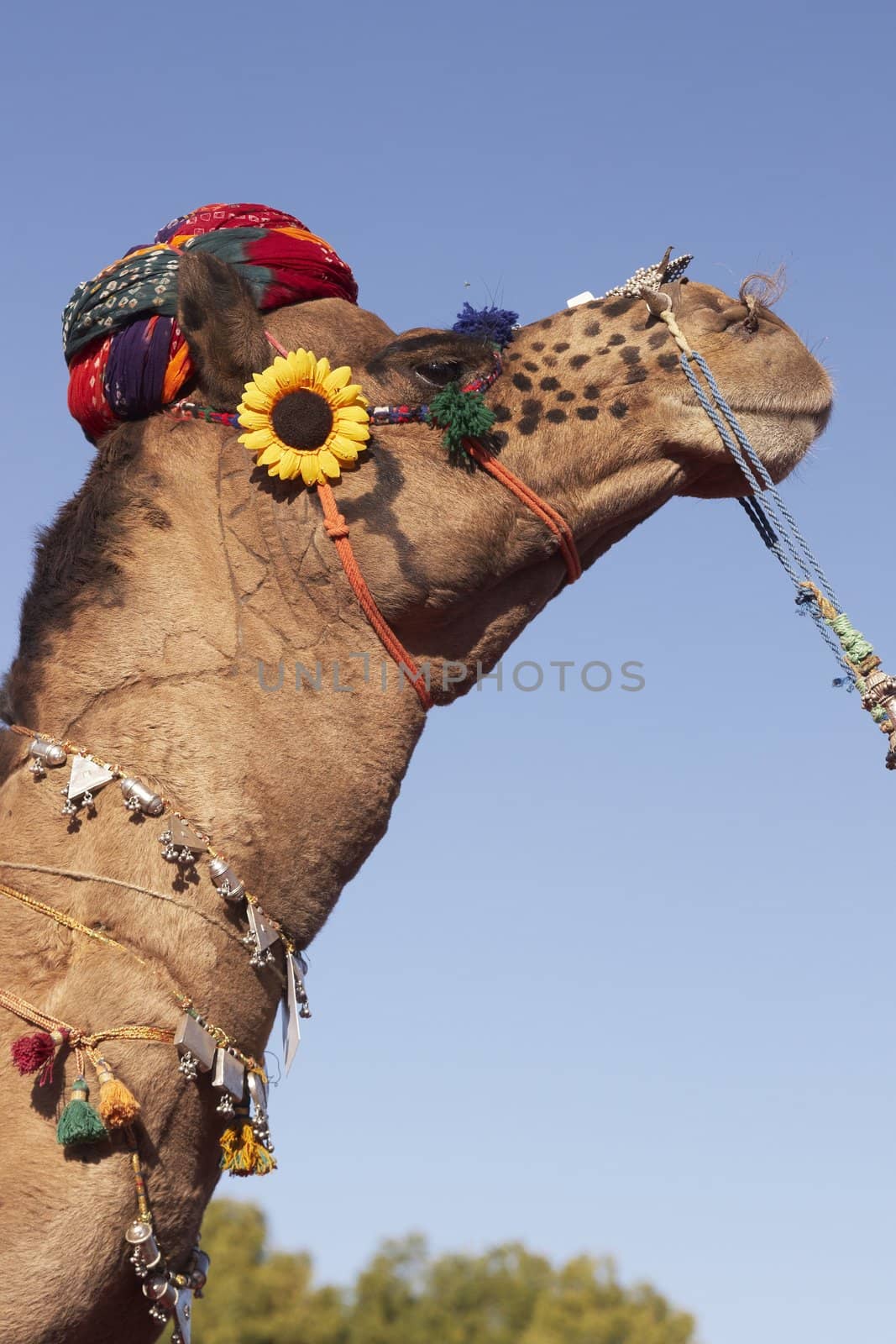 Camel wearing a turban at the Nagaur Cattle Fair in Rajasthan, India