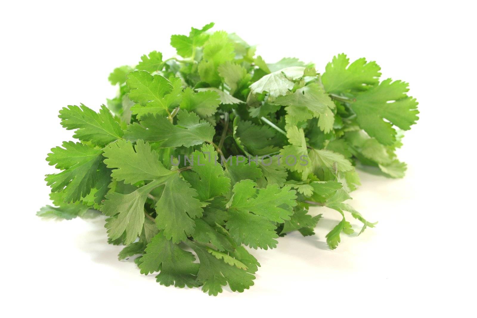 a bunch of fresh coriander on a white background