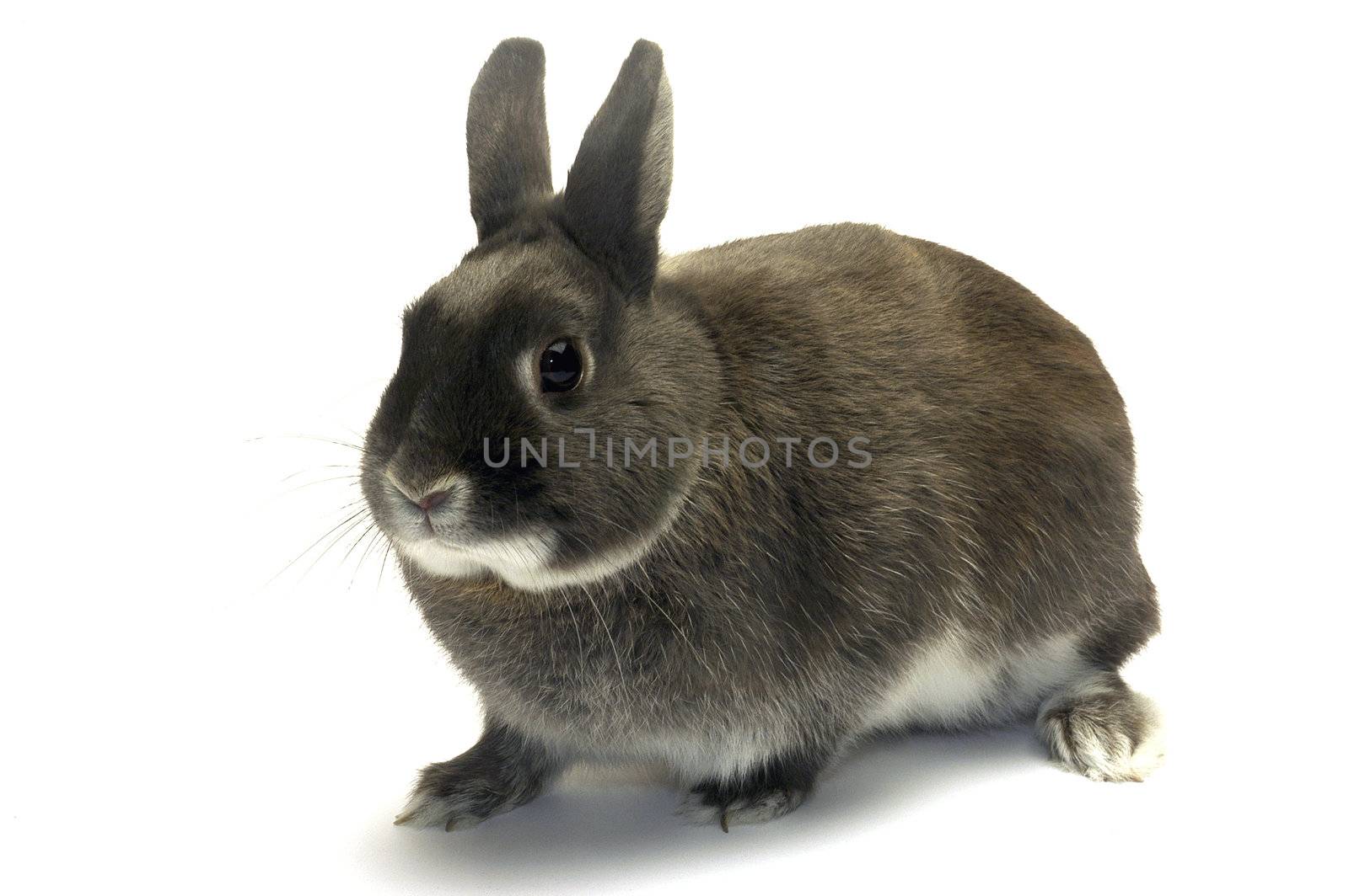 portrait of a dwarf rabbit in studio on white background