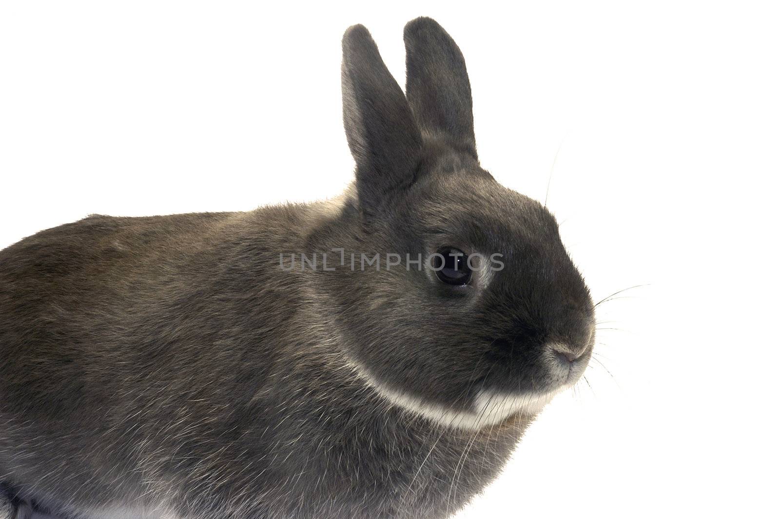 portrait of a dwarf rabbit by gillespaire
