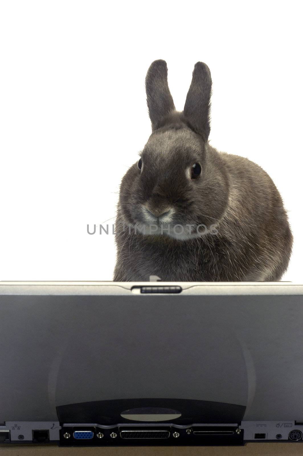 rabbit to illustrate the webmaster e-commerce                                