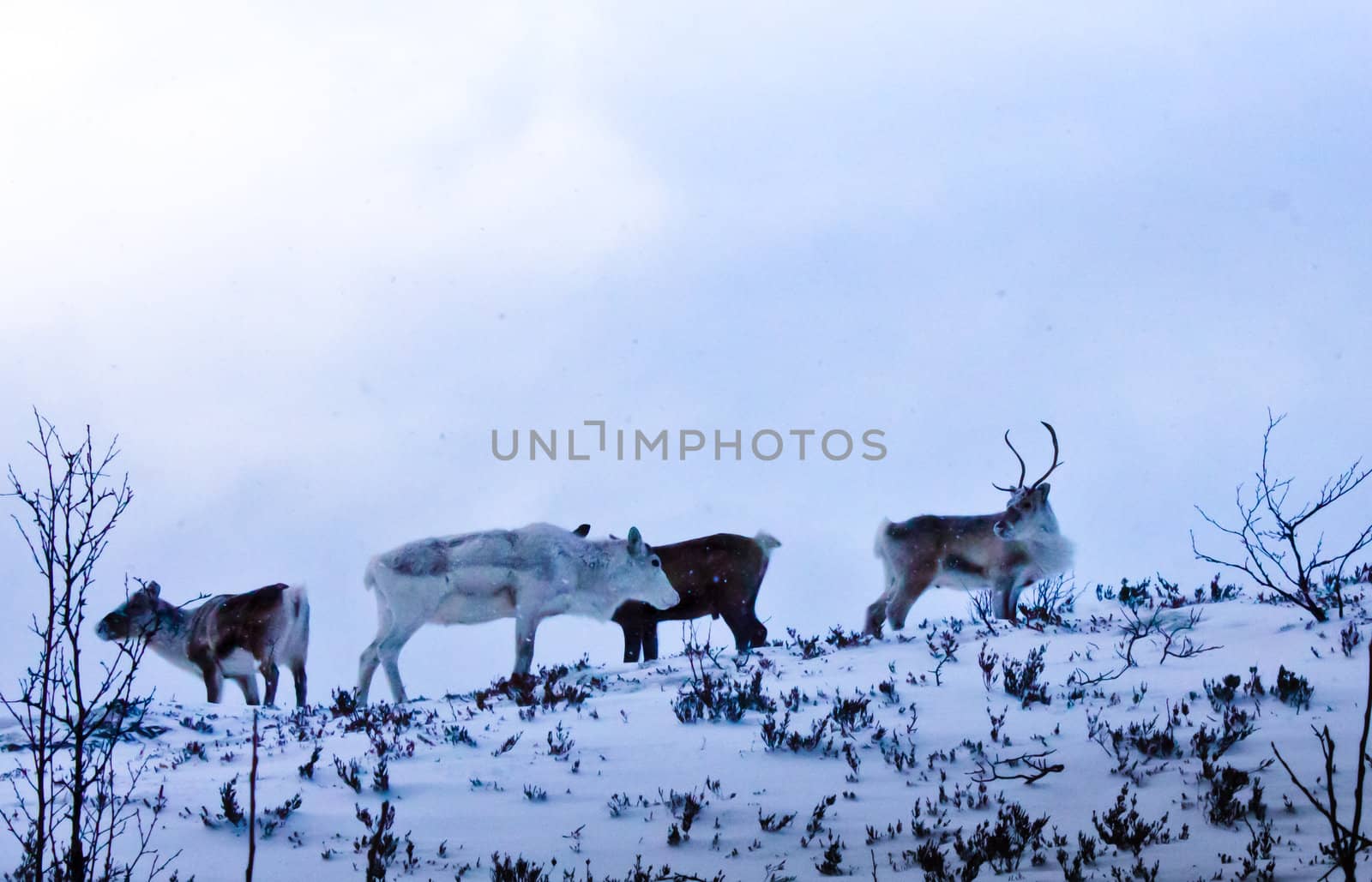 Reindeers walking around freely in the northern part of Norway