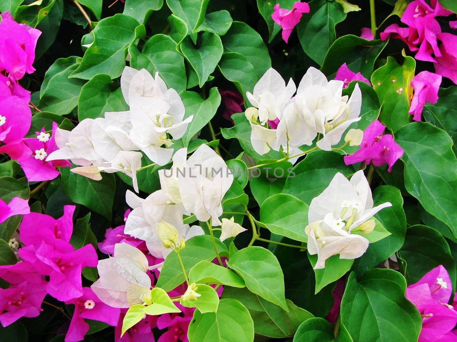 White and pink bougainvilleas by Mirage3
