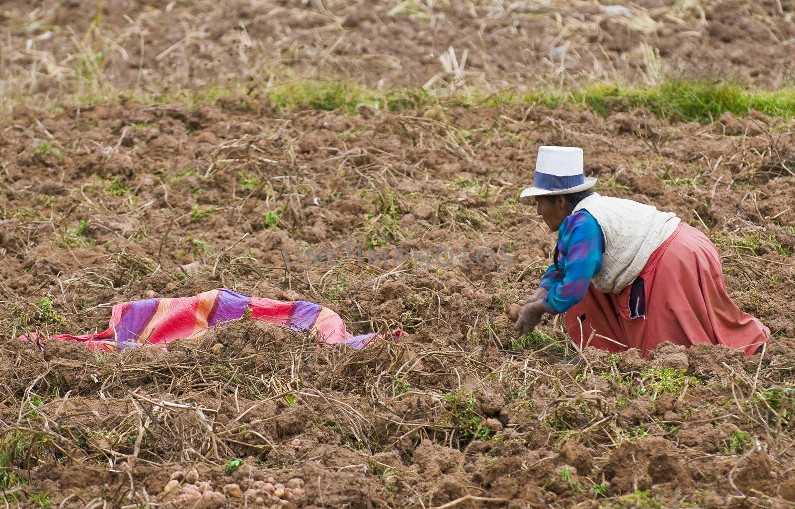 SACRED VALLEY,  PERU - MAY 26 : Peruvian woman in a potato harvest in the Andes of Peru