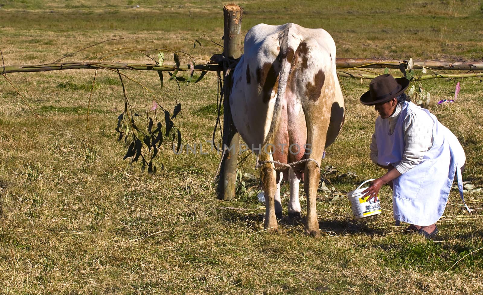 SACRED VALLEY,  PERU - MAY 29 : Peruvian woman is milking a cow in a farm at the Andes of Peru