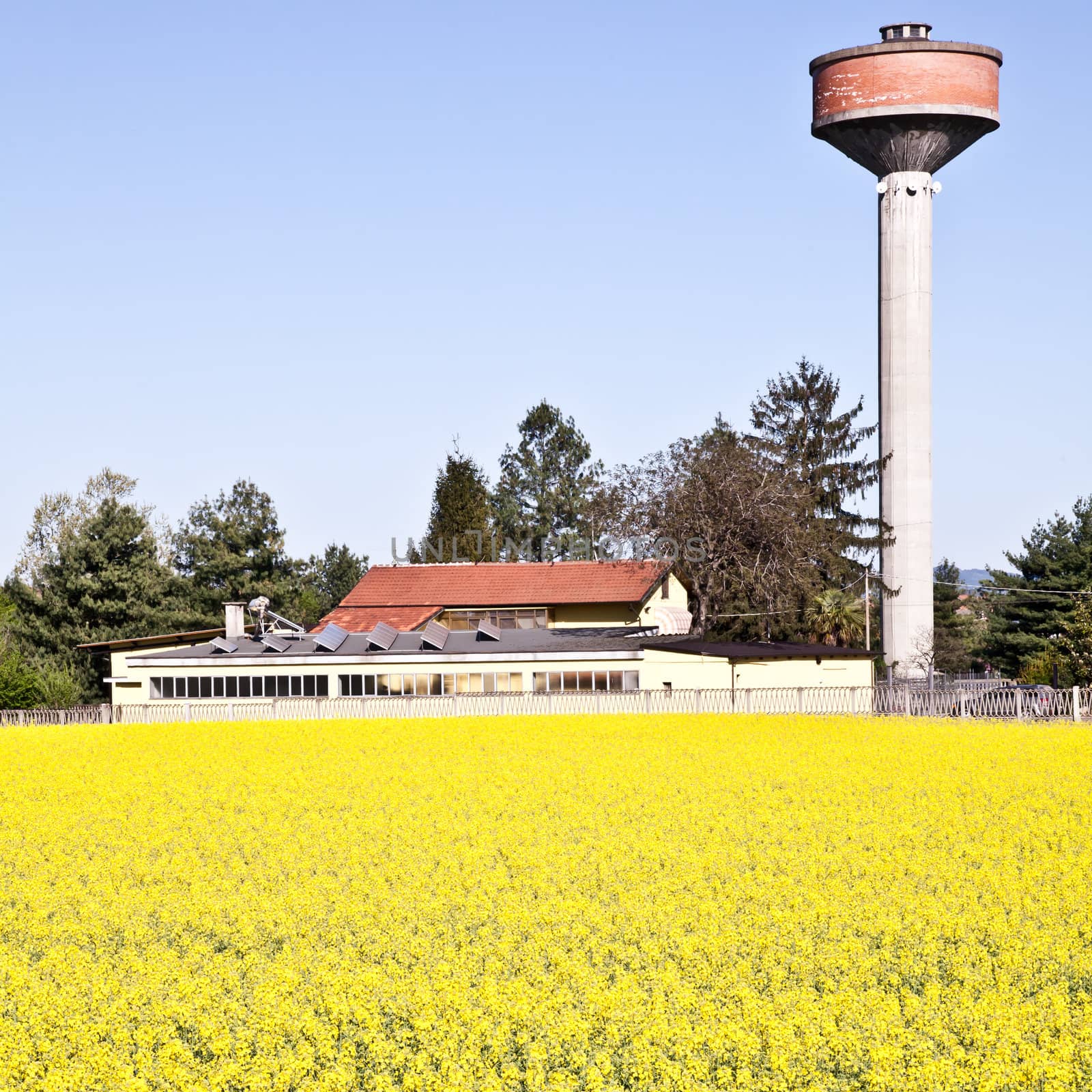 Water tower in a field of yellow flowers during spring season