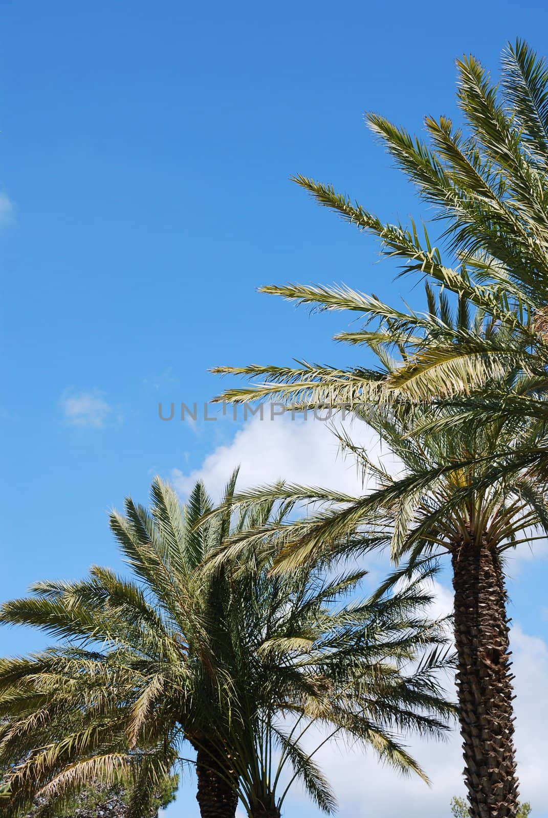 Bright blue sky over king palm alley. Lower angle shot.