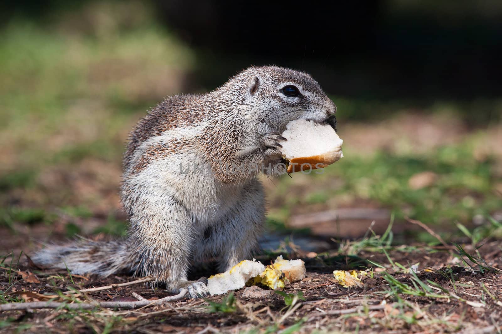 African mountain ground squirrel by raliand