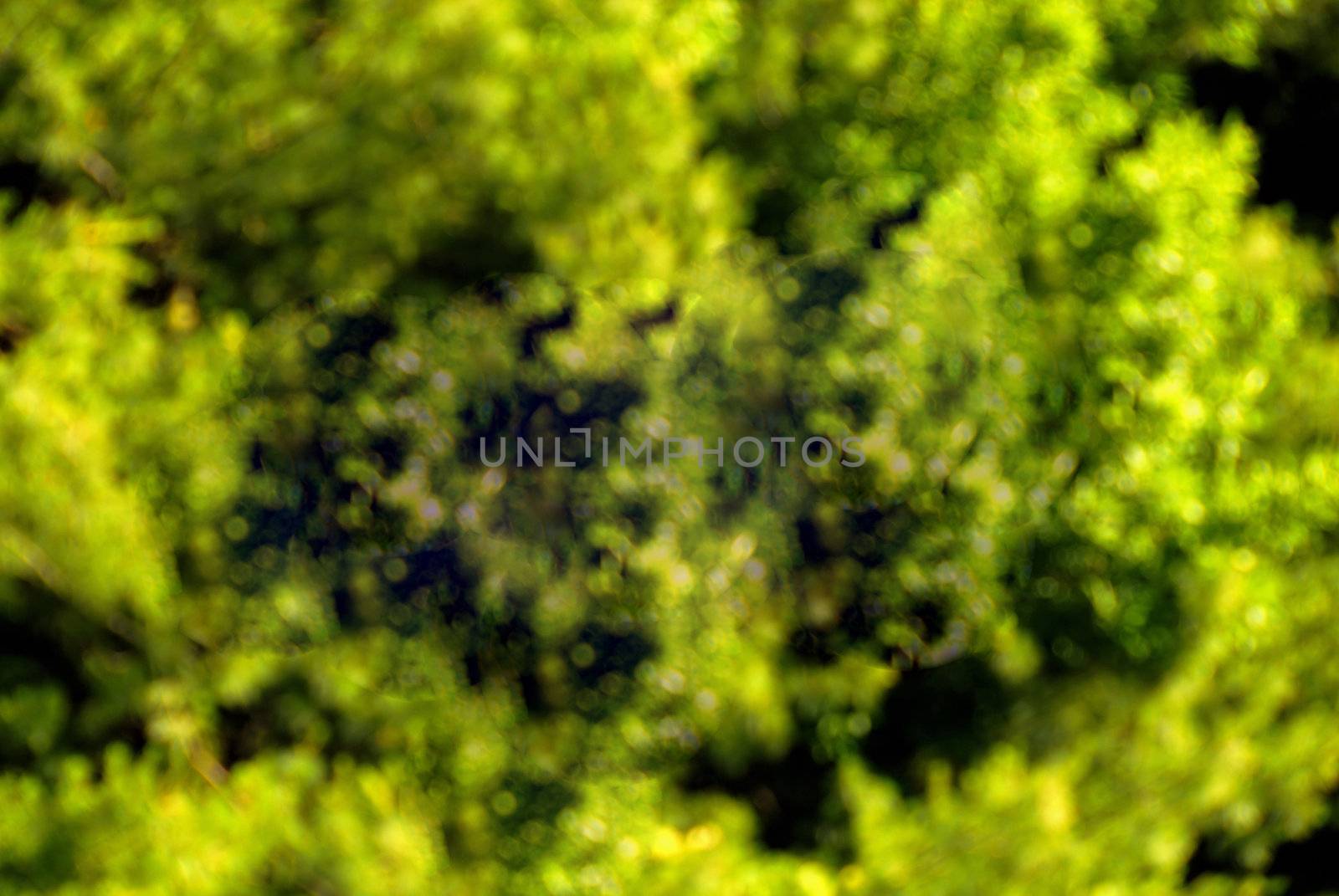 Green foliage back ground ready for your text