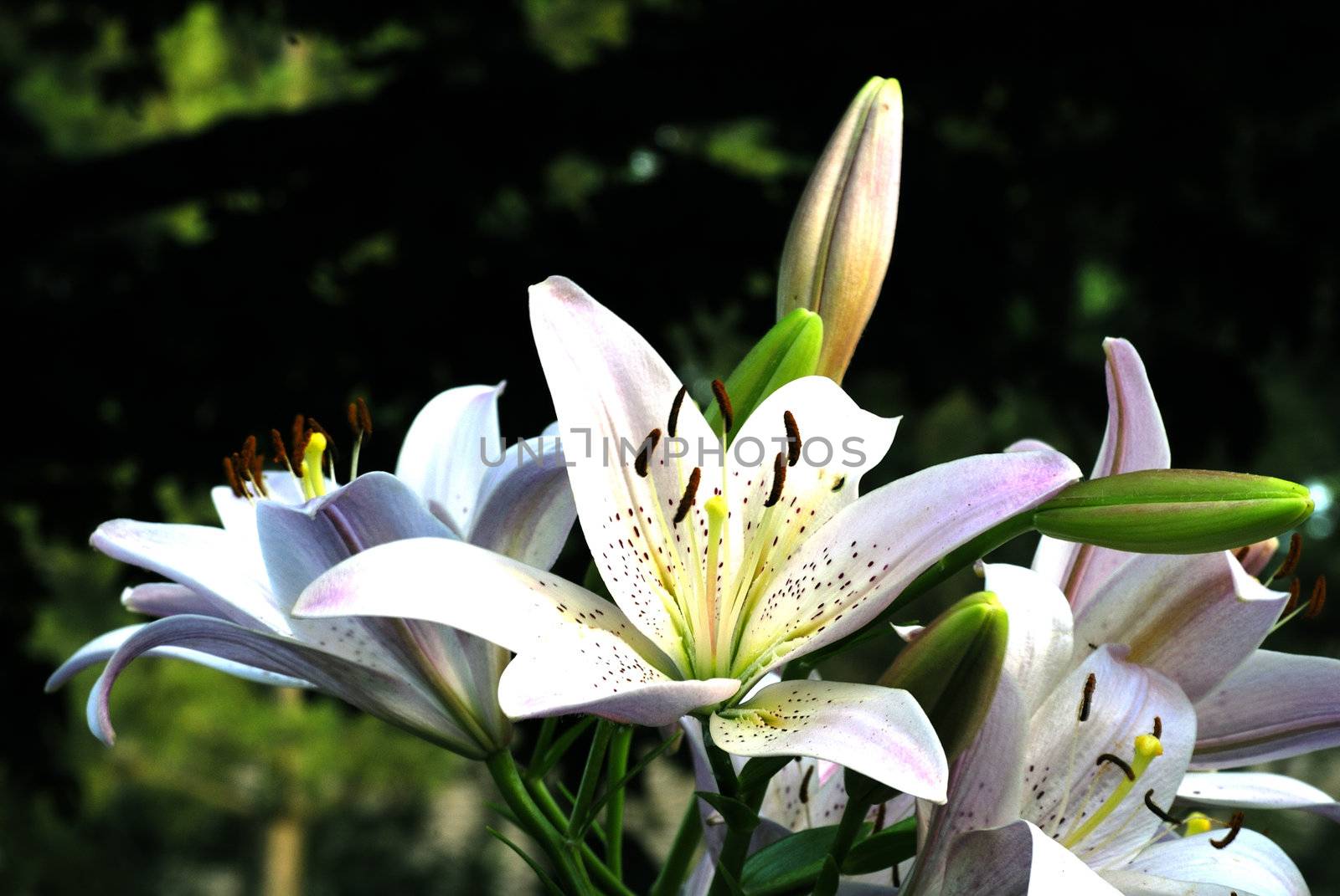 White day lillies on a bright summer day