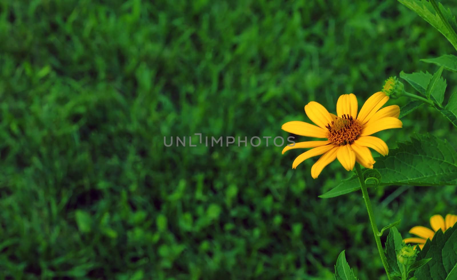 pretty sunflower isolated against a green natural back ground with copyspace