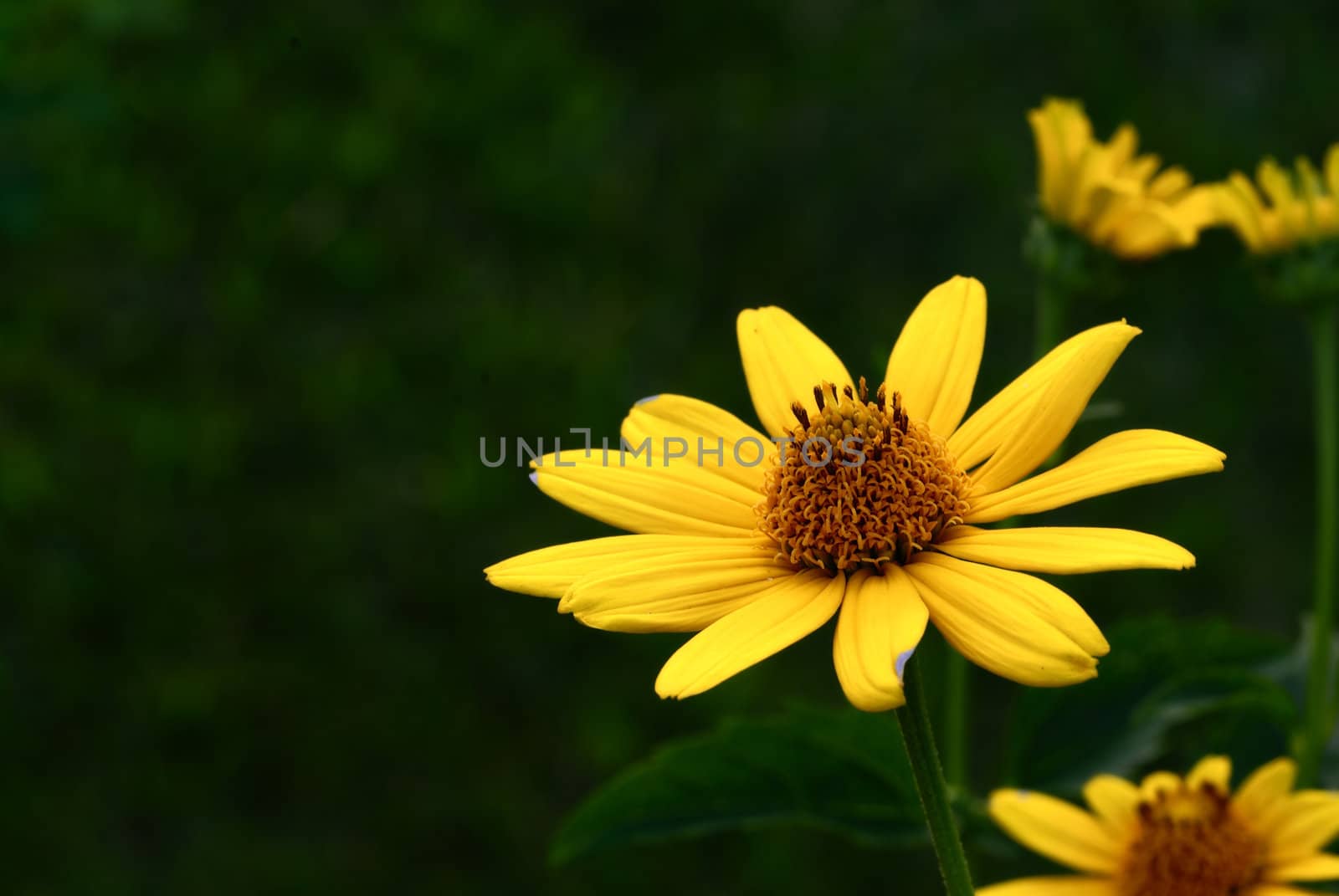 pretty sunflower isolated against a green natural back ground with copyspace