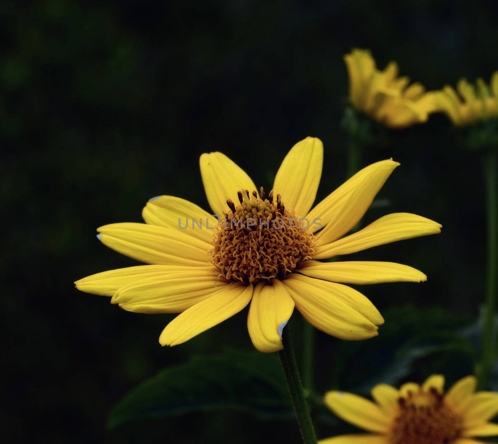 Beautiful yellow sun flowers against a green nature back ground