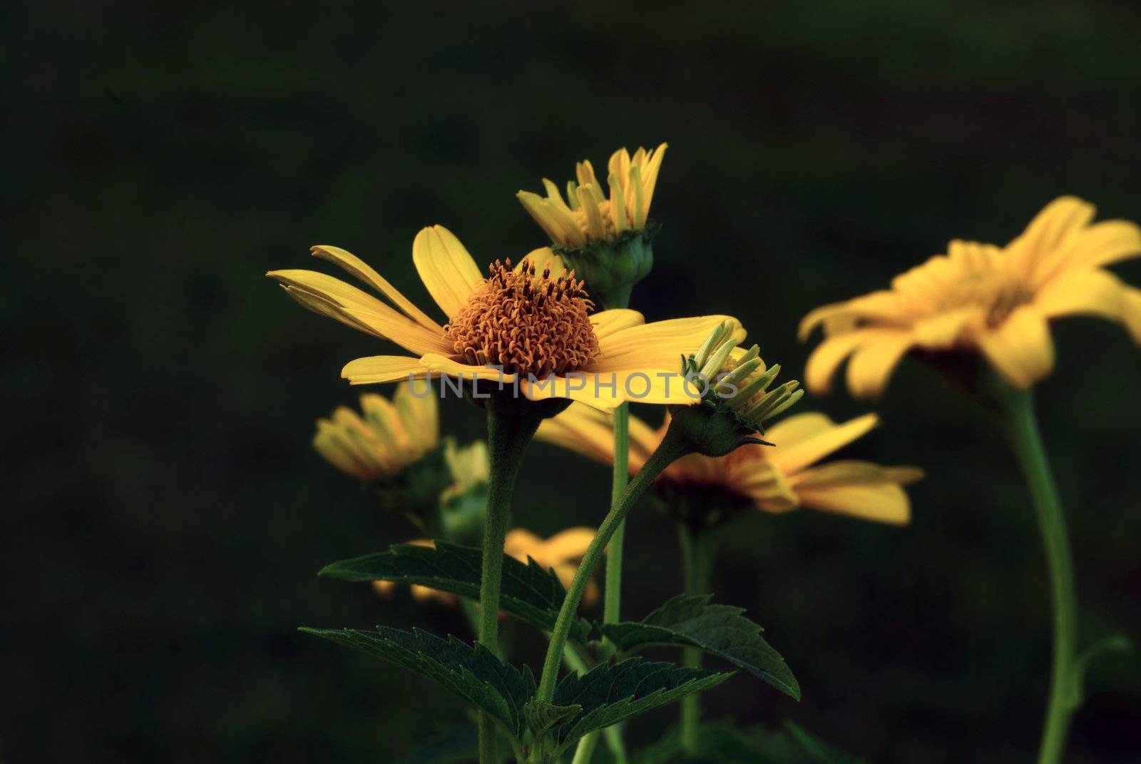 Beautiful yellow sun flowers against a green nature back ground