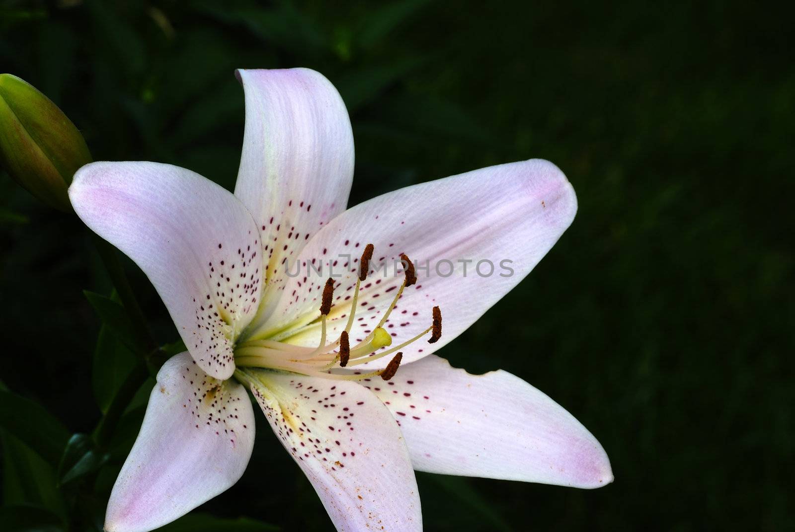 Close up shot of a pink day lilly 
