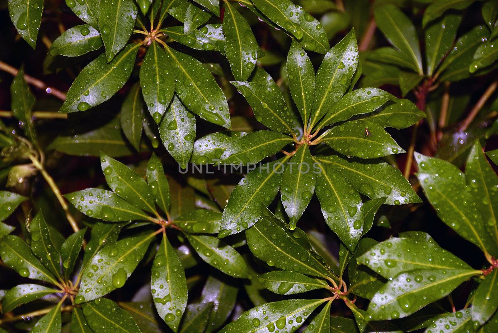 Leaves with water droplets after a heavy down pour