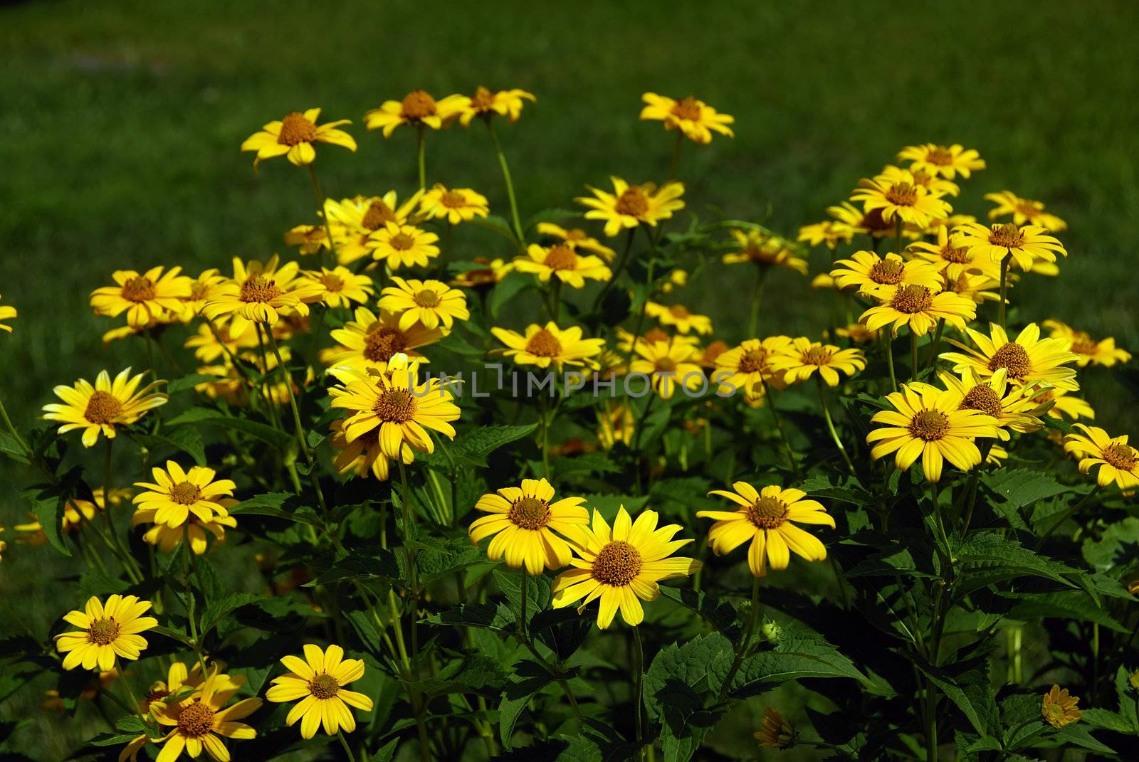 Fresh sunflowers during a bright hot summer day