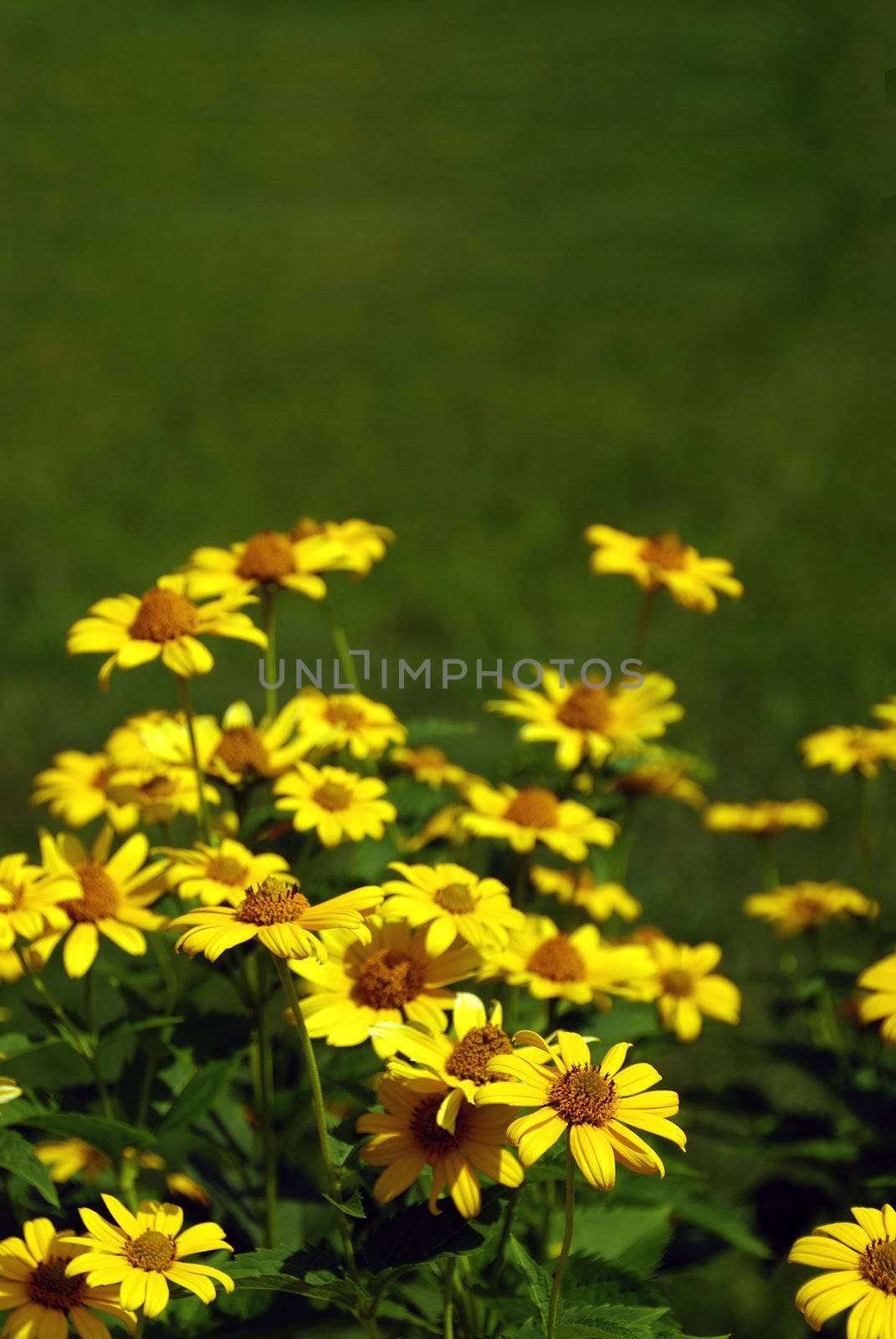 Fresh sunflowers during a bright hot summer day