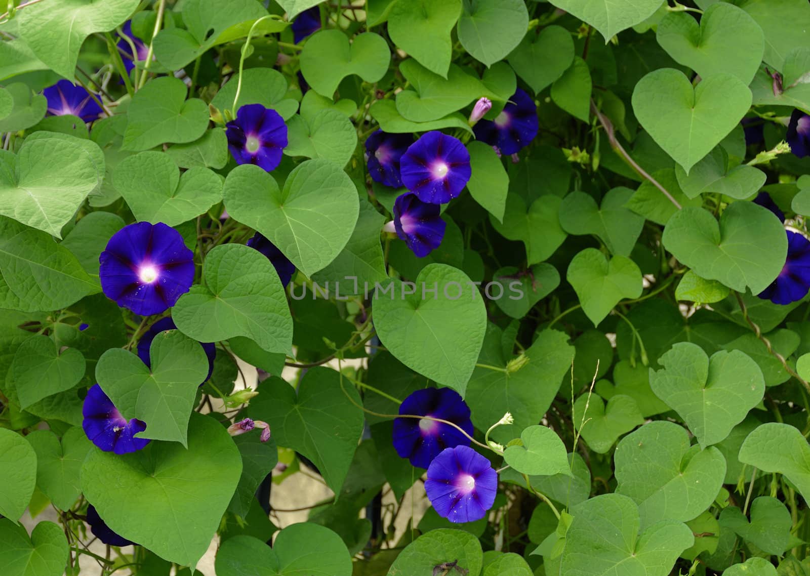 Pretty violet flowers on a green vine