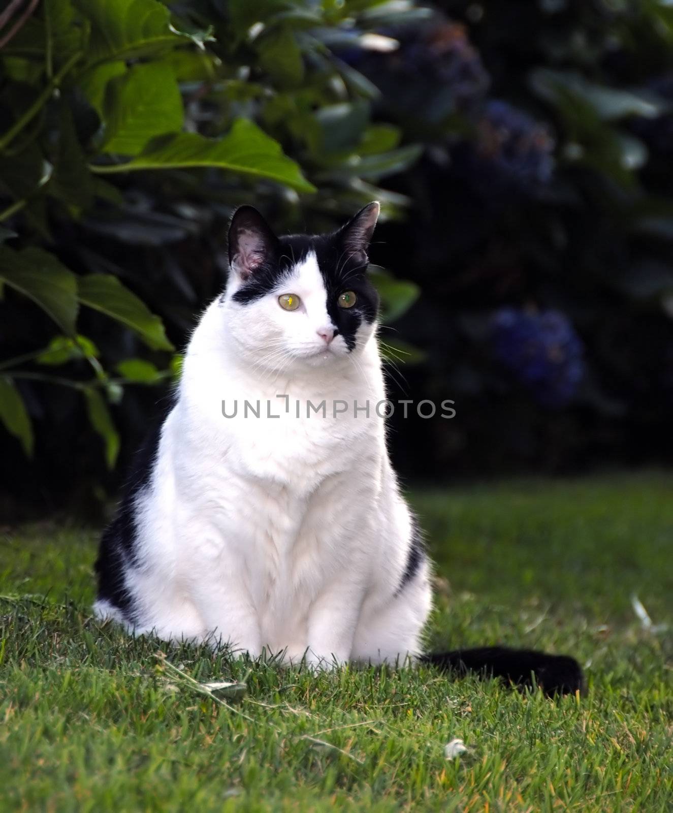An adorable black and white pet cat sitting in the lawn