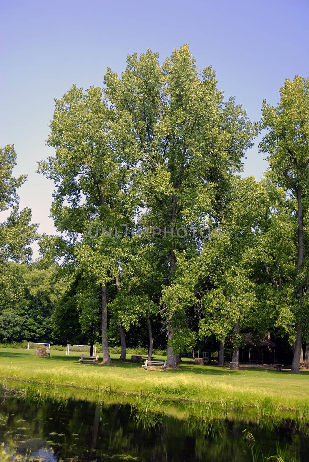 sunlit Green trees at a local park