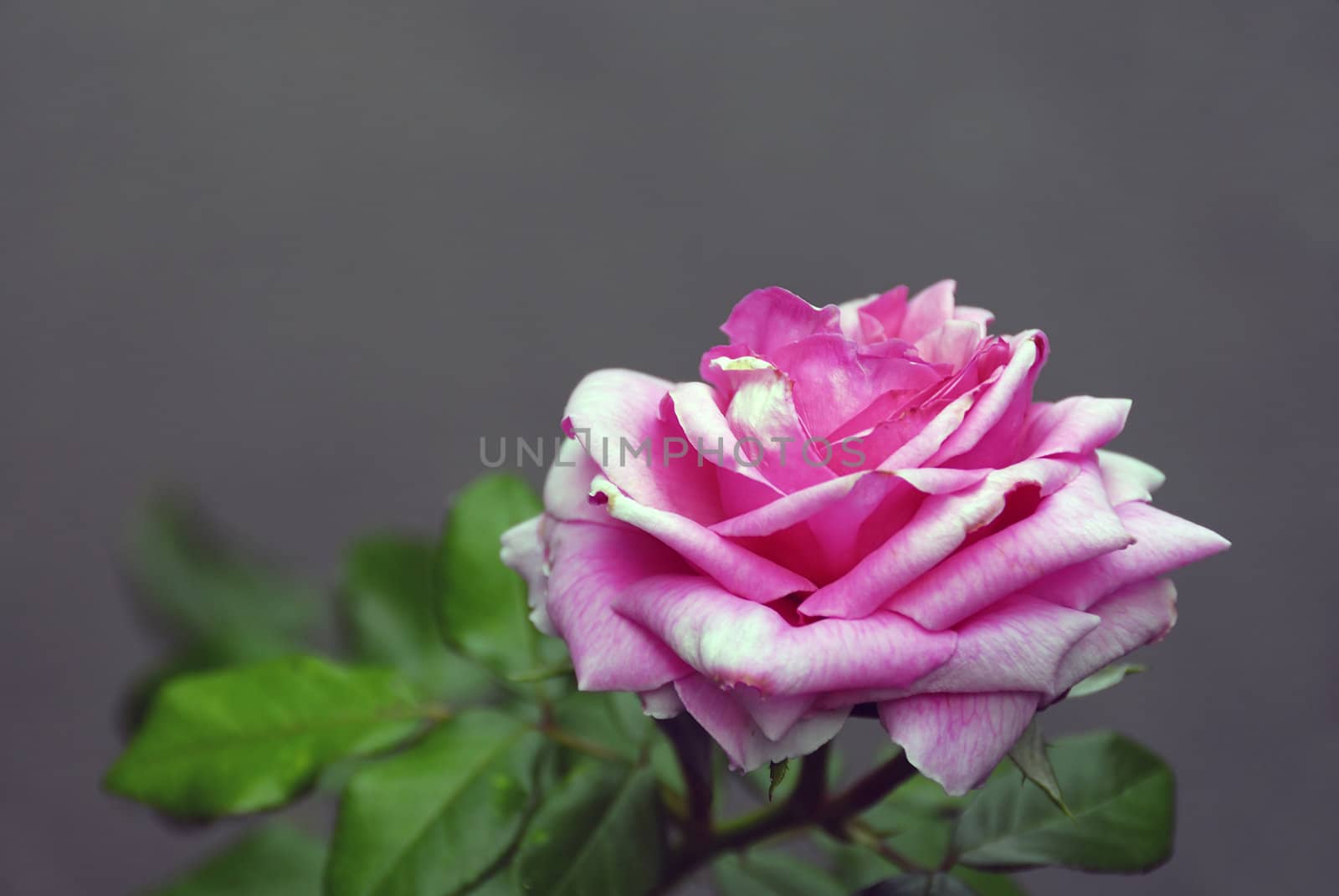 Pink Rose isolated on a gray background with copy-space