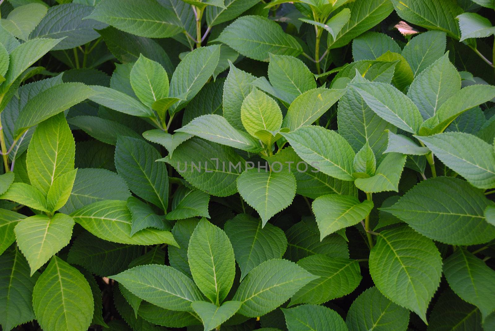 Green leaves by pazham