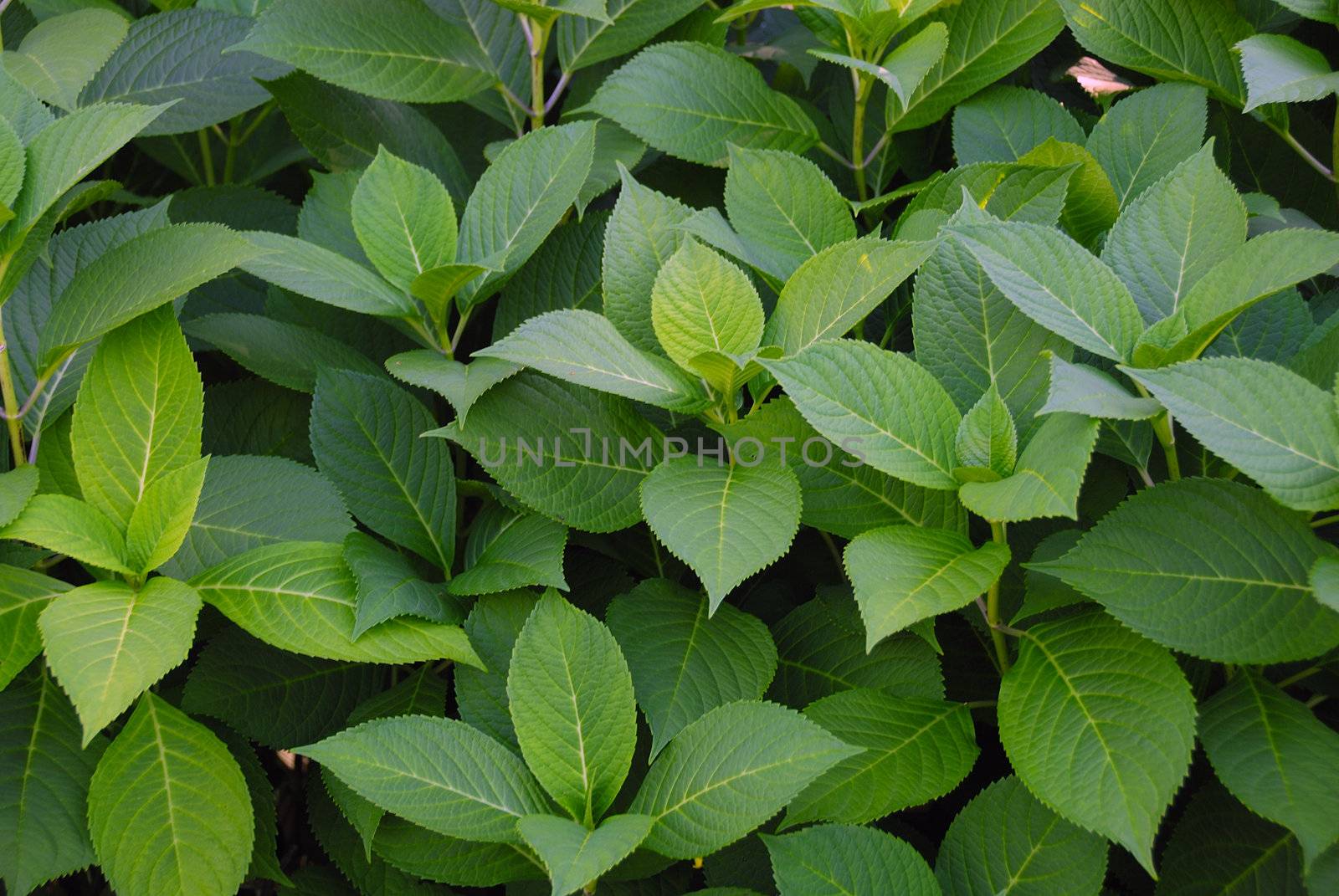 A collection of green leaves back ground