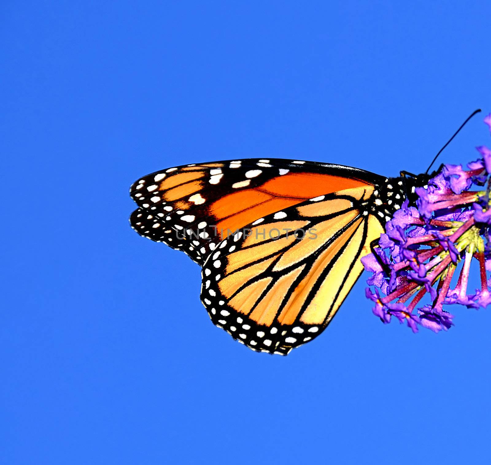 A beautiful monarch butterfly enjoying its lunch on a flower