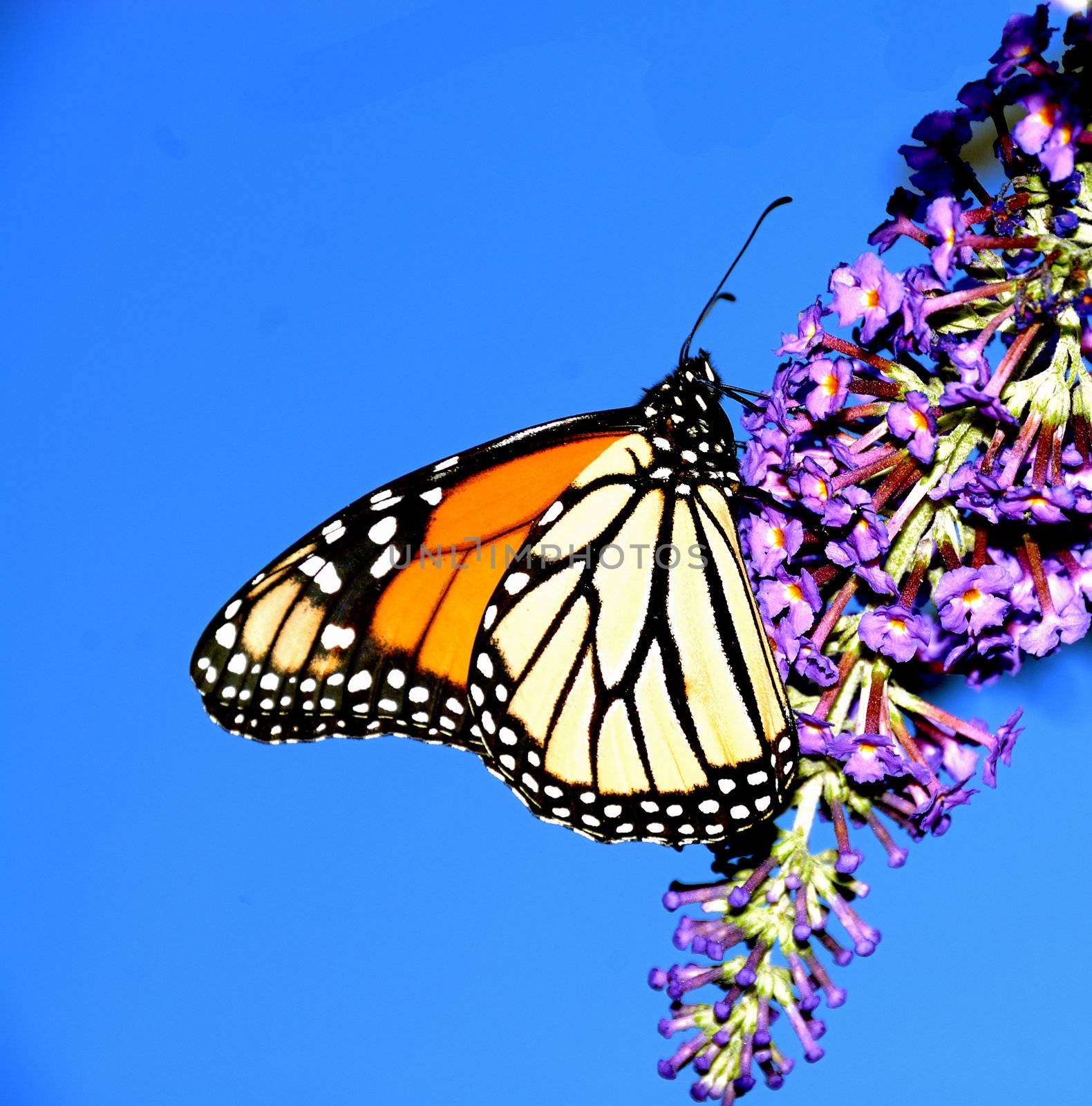 A beautiful monarch butterfly enjoying its lunch on a flower