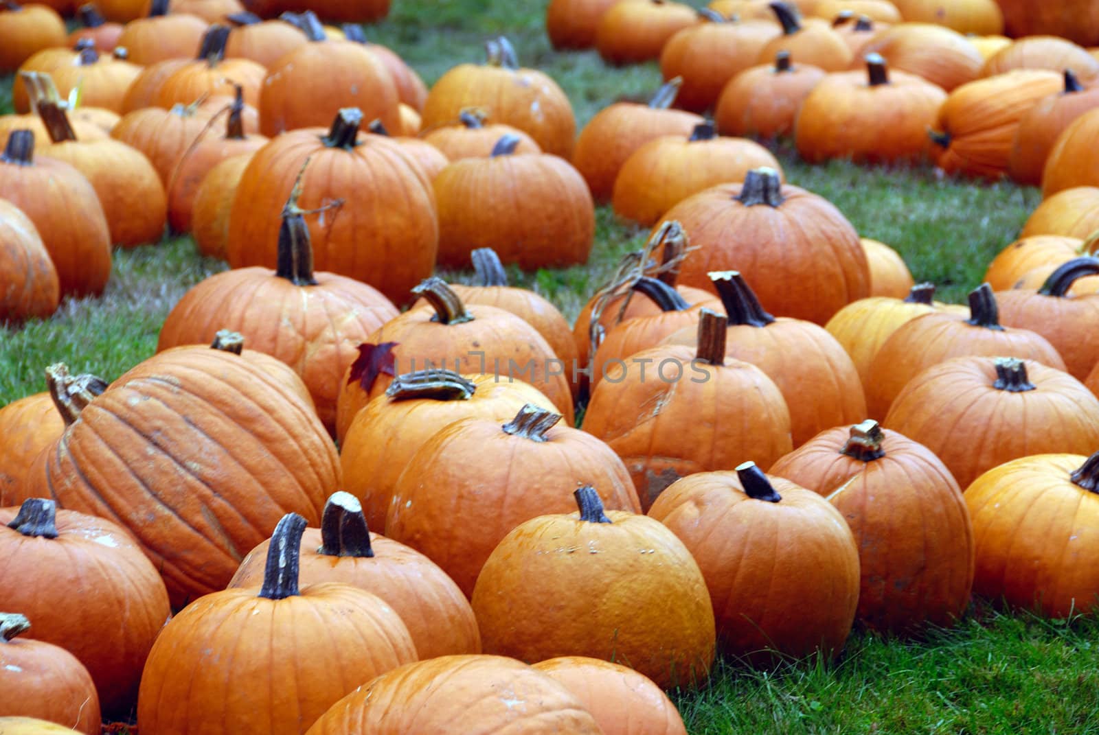 Freshly farm grown pumpkins ready for halloween