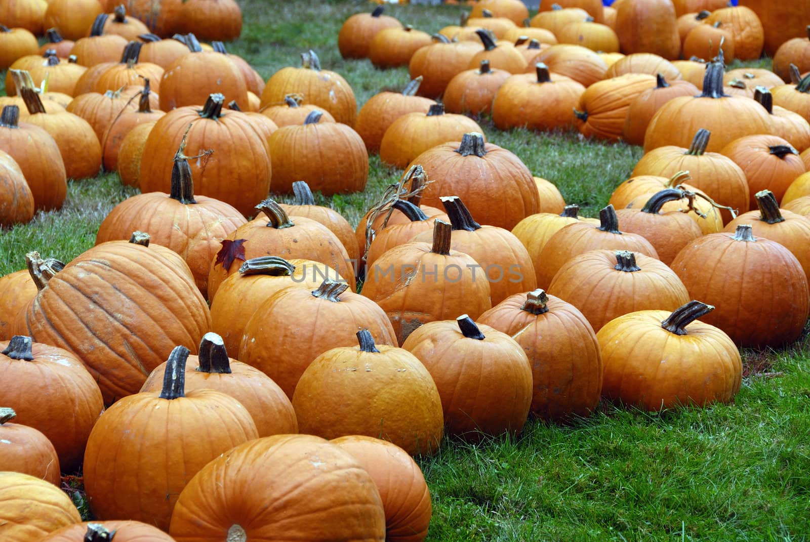 Freshly farm grown pumpkins ready for halloween