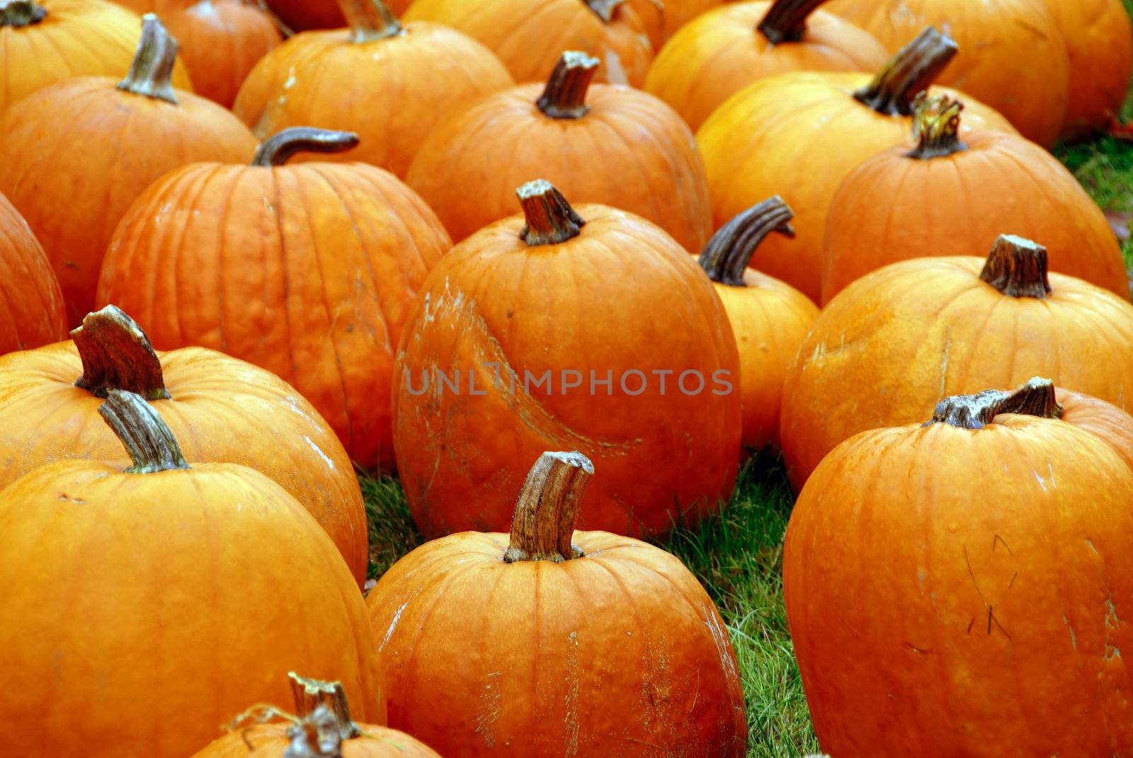Pumpkins by pazham