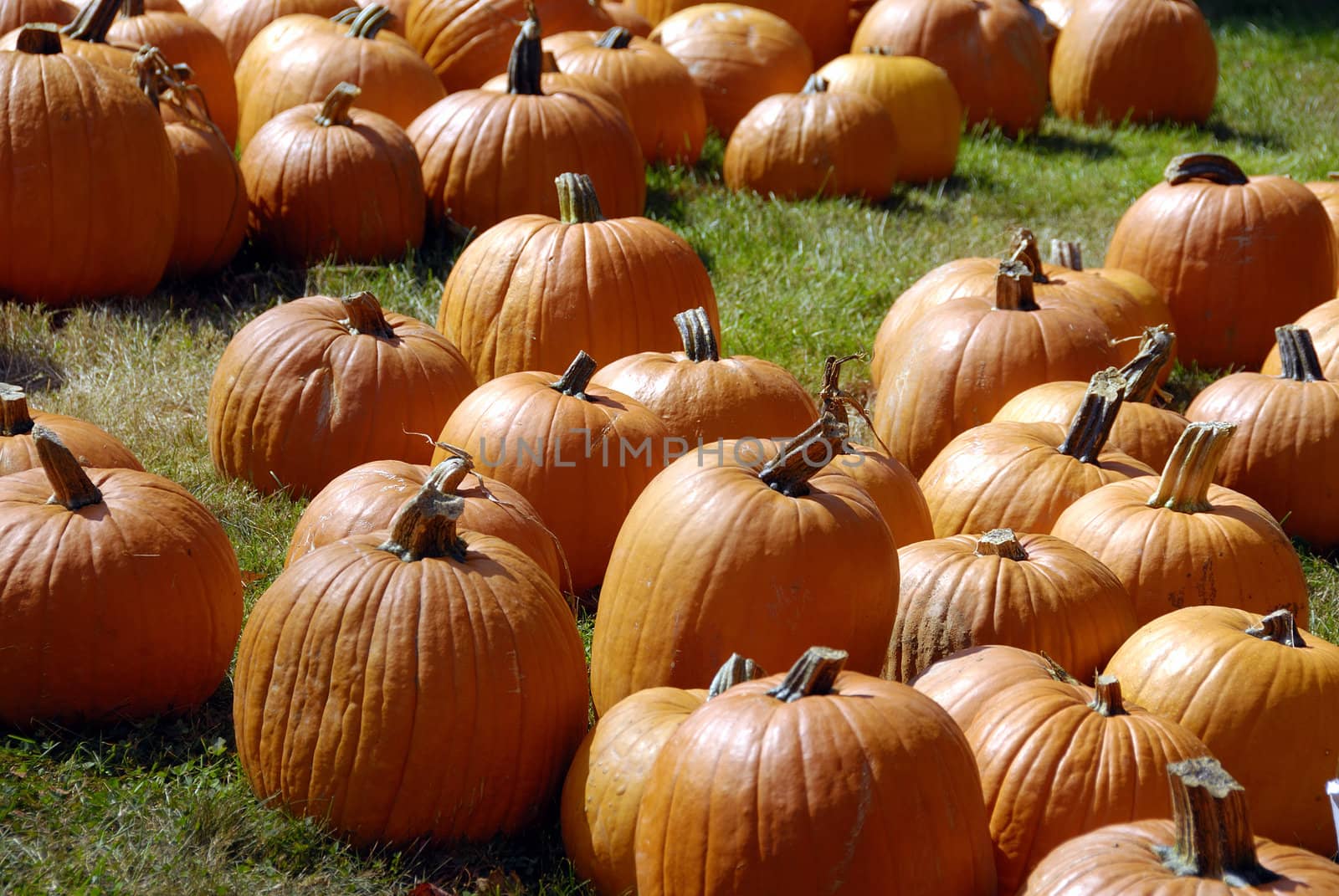 Freshly farm grown pumpkins ready for halloween