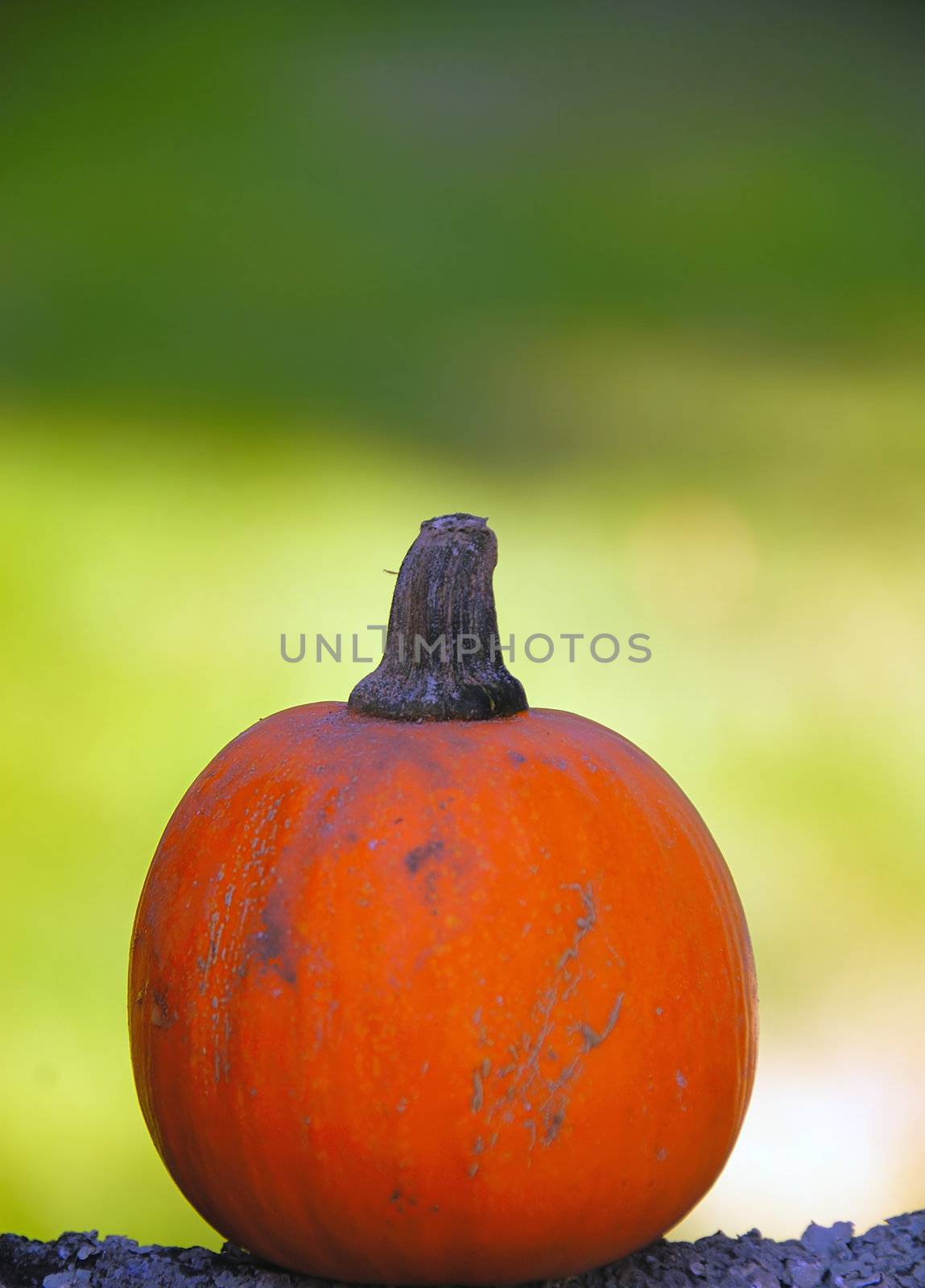 an halloween pumpkin isolated on a tree branch