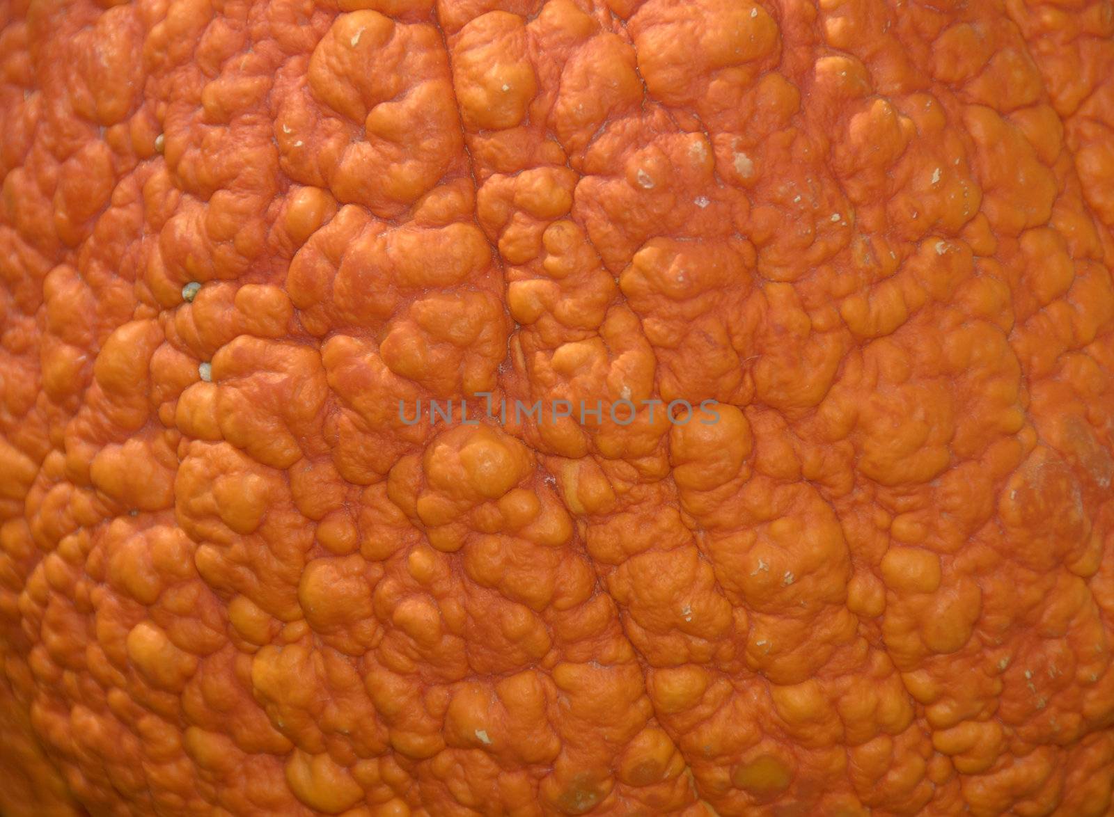 Closeup shot of textures in an pumpkin