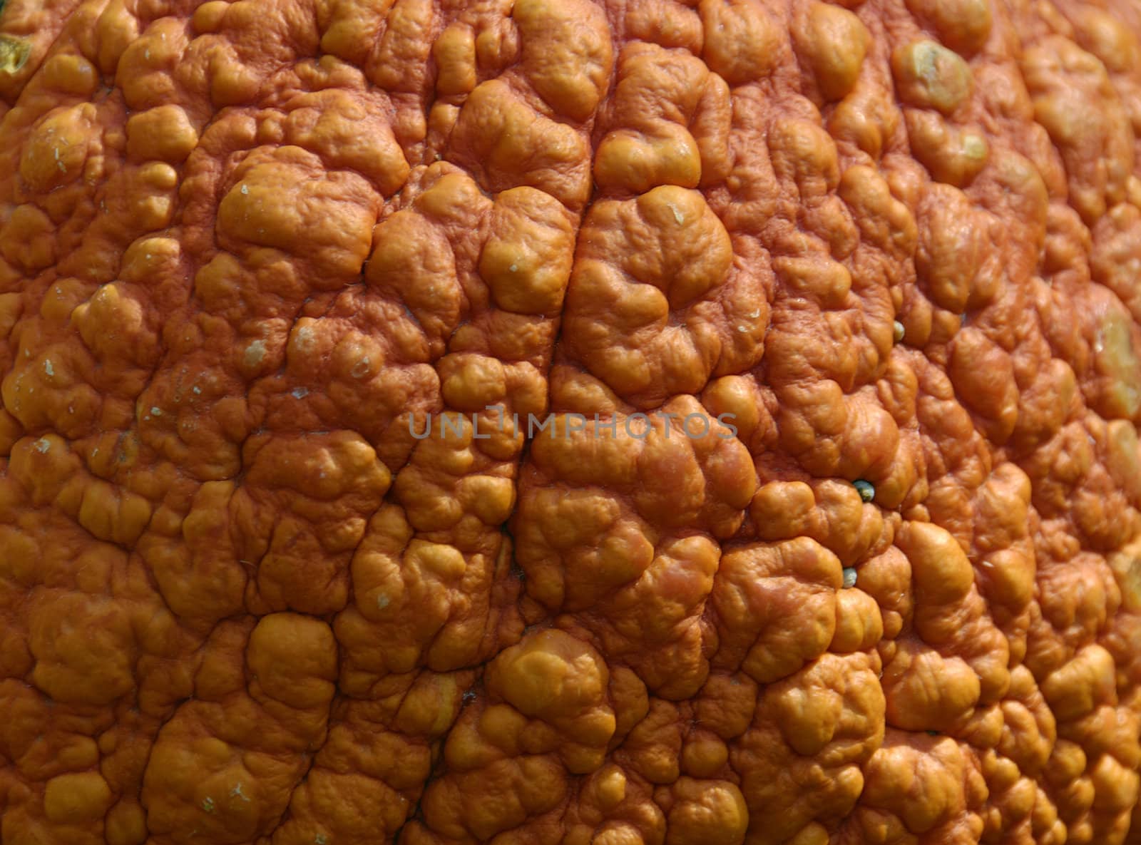 Macro shot of a pumpkin texture background