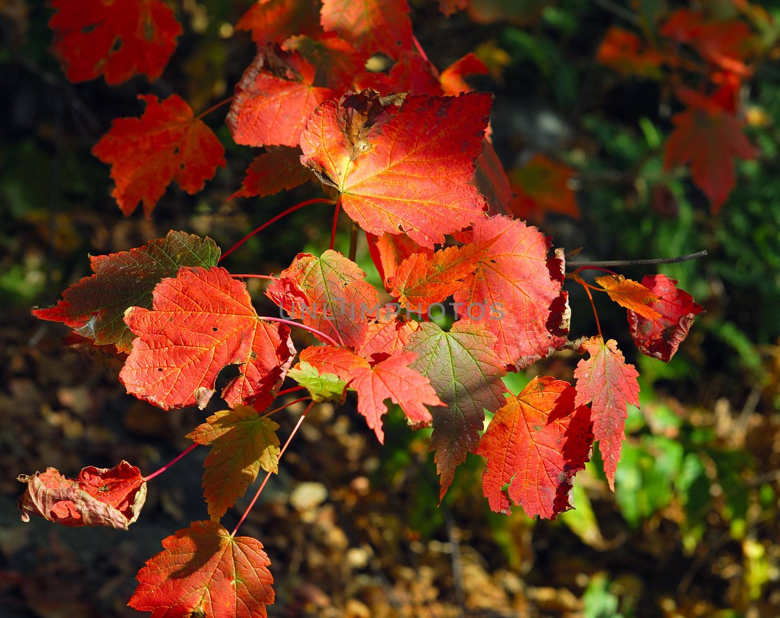 Autum foliage on a bright sunny day