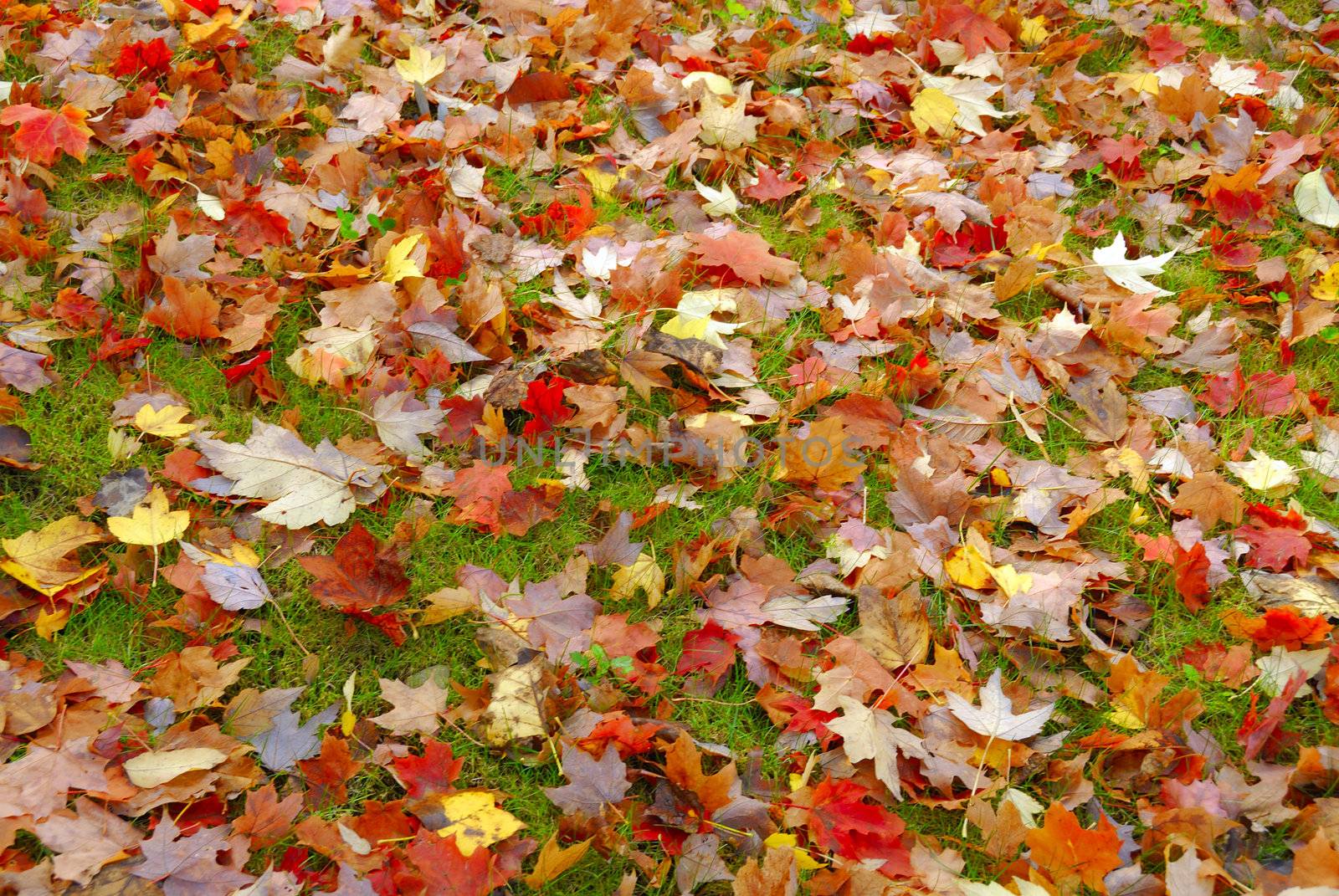 Fall Foliage by pazham