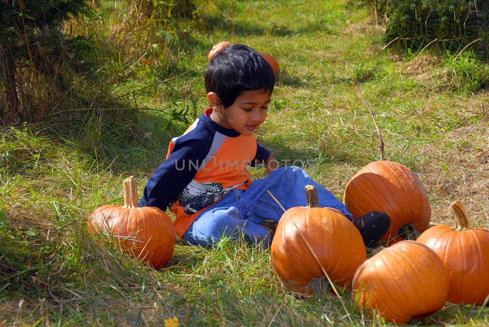 An indian kid having fun purchasing pumpkins