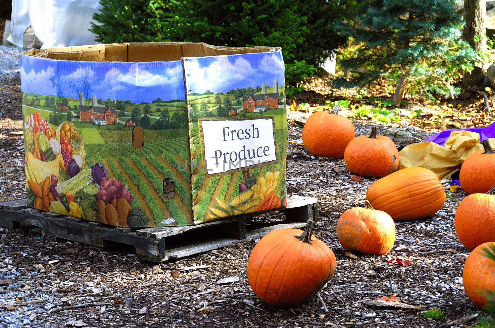 Freshly harvested pumpkins for sale at a local market