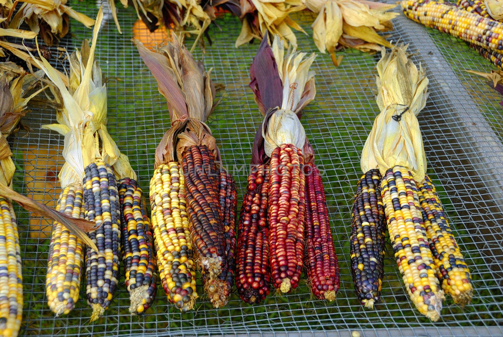 Freshly harvested Indian corn arranged for sale at a local market