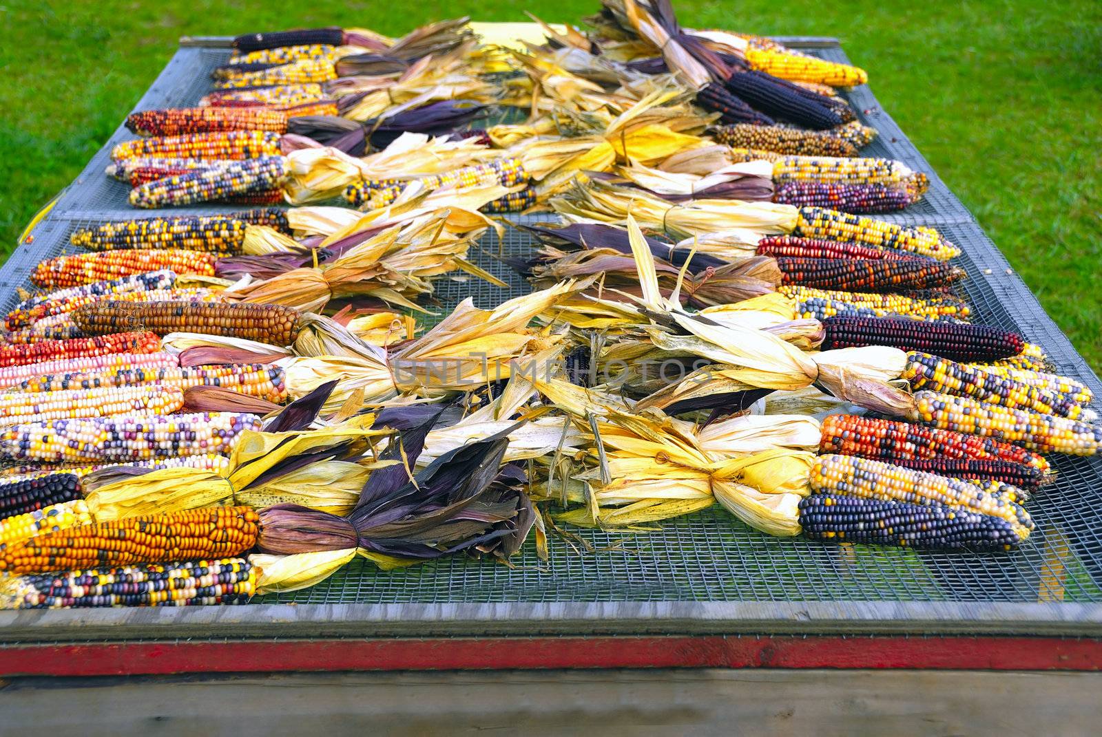 Indian corn for sale at a local farmer's market