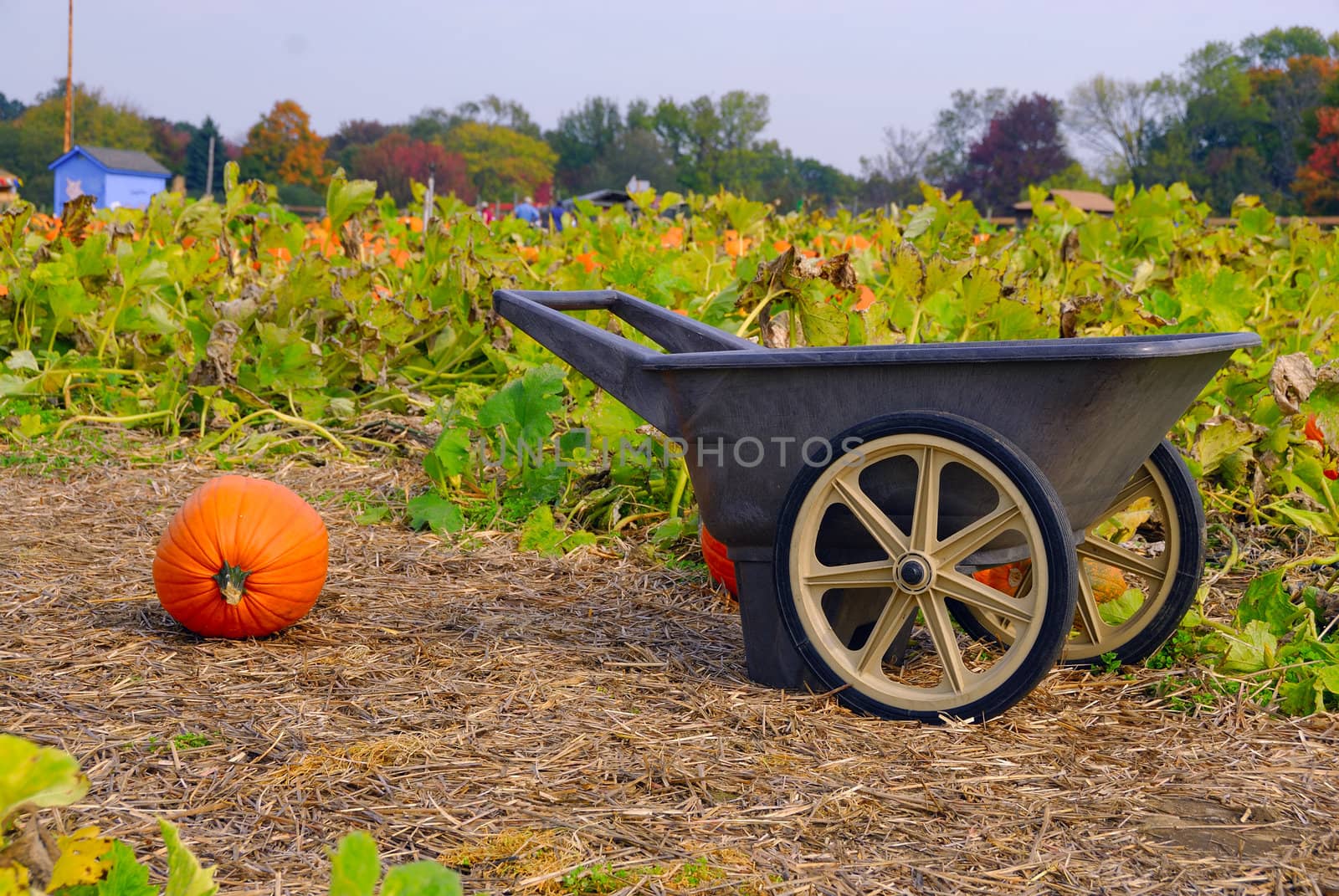 Cart and freshly cut pumpkin concept of harvest