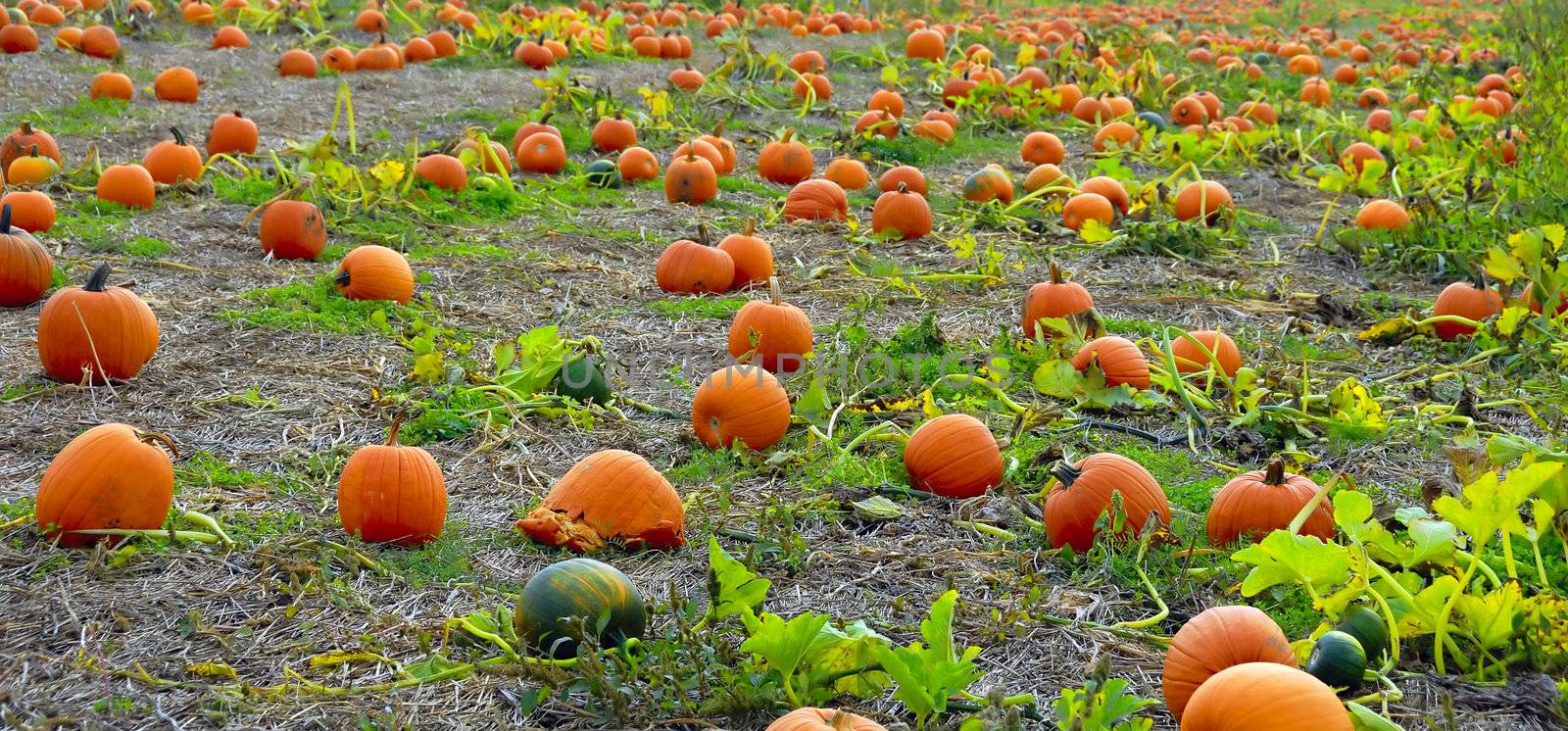 Pumpkins by pazham
