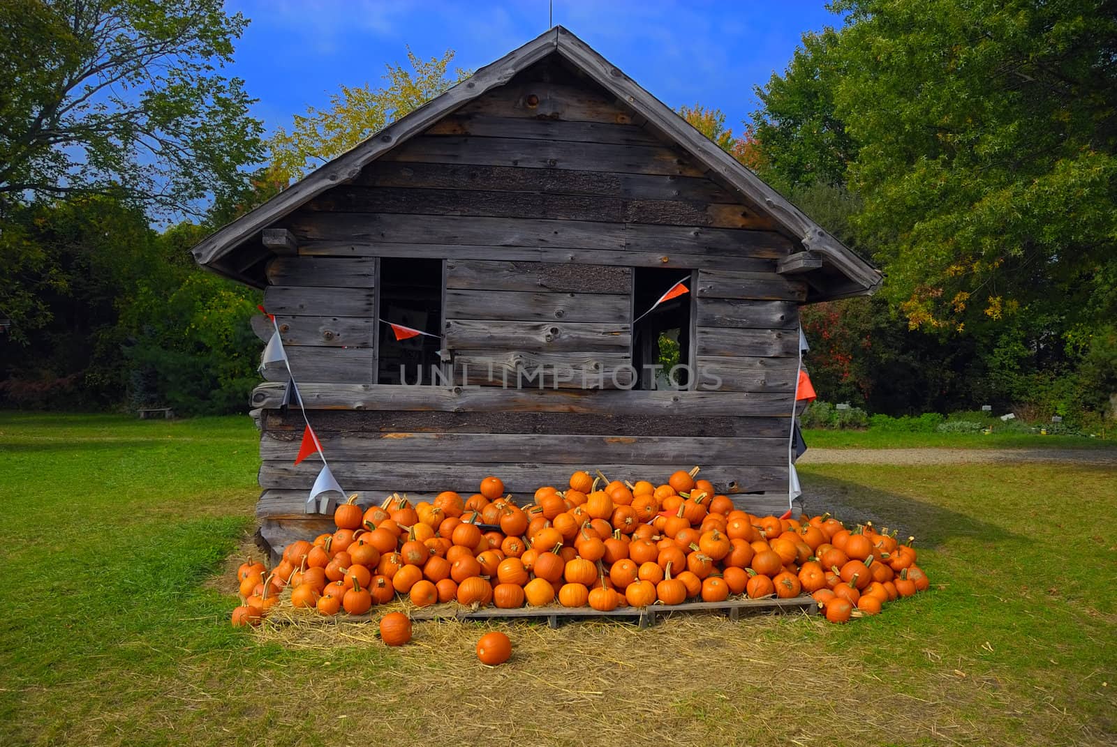 Pumpkins by pazham